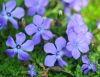 Show product details for Cyananthus lobatus x microphyllus